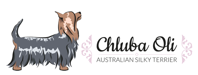 Chluba Oli - hodowla psów Australian Silky Terrier